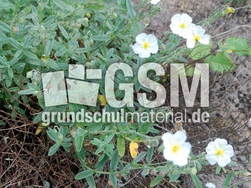 Sonnenröschen.JPG